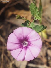 Convolvulus stachydifolius