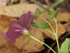 Convolvulus stachydifolius