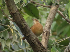 Furnarius rufus