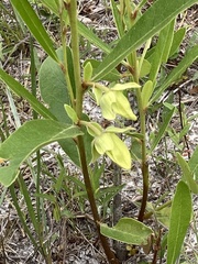 Asimina angustifolia
