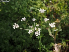 Daucus glaber