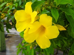 Allamanda cathartica
