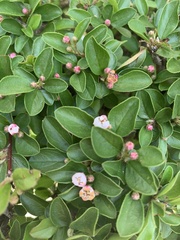 Cotoneaster divaricatus