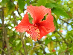 Hibiscus rosa-sinensis