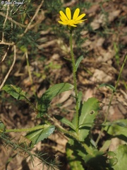 Heteranthemis viscidehirta