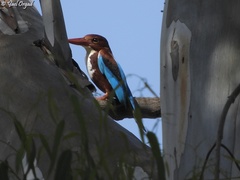 Halcyon smyrnensis