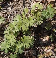 Geranium asphodeloides