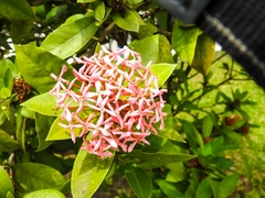 Ixora coccinea