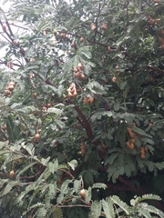 Tamarindus