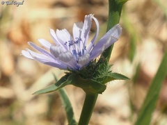 Cichorium endivia