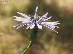 Lactuca tuberosa