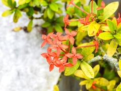 Ixora coccinea