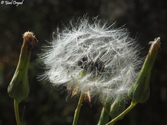 Lactuca tuberosa