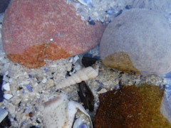 Turritella