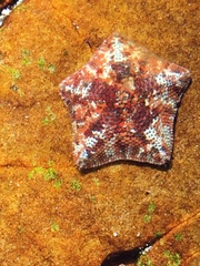 Asterinidae