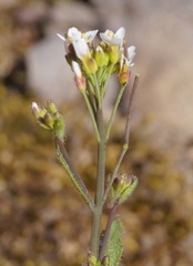 Arabis recta