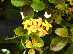 Angiospermae