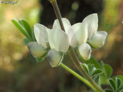 Lupinus palaestinus