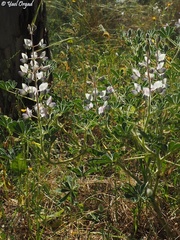 Lupinus palaestinus