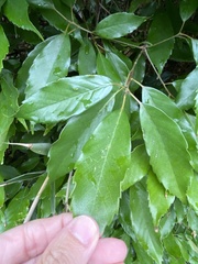 Quercus glauca