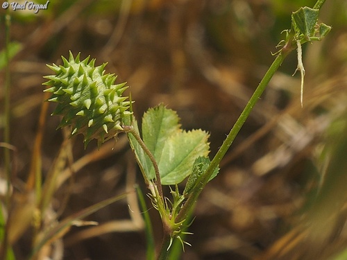 Medicago murex iNat (2)