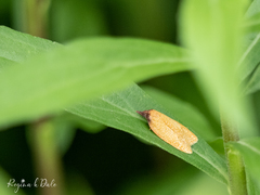 Sparganothis distincta