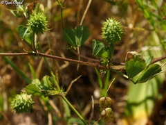 Medicago murex