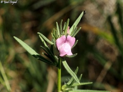 Misopates orontium