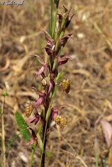 Anacamptis sancta