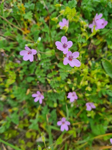 Image of Erodium maculatum by (c) Jacek Pietruszewski, some rights reserved (CC BY)