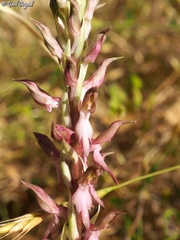 Anacamptis sancta