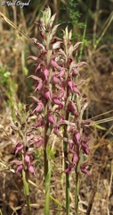 Anacamptis sancta