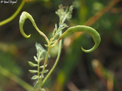 Ornithopus compressus