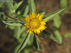 Pallenis spinosa