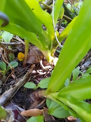 Veltheimia bracteata