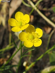 Ranunculus scandicinus