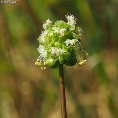 Sanguisorba minor