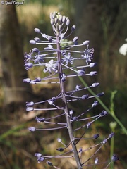 Scilla hyacinthoides