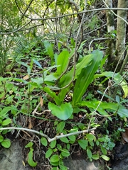 Veltheimia bracteata