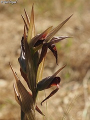 Serapias orientalis levantina