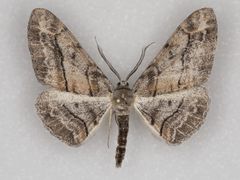 Stenoporpia pulmonaria