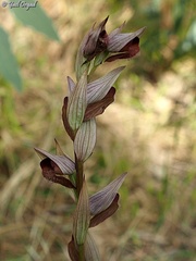 Serapias orientalis levantina