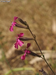 Silene palaestina
