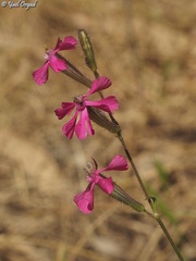 Silene palaestina