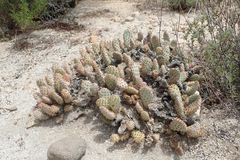 Opuntia basilaris brachyclada