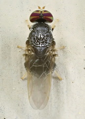 Gowdeyana punctifera