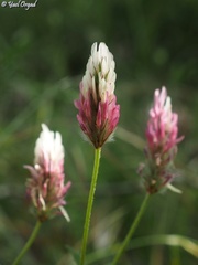 Trifolium dichroanthum