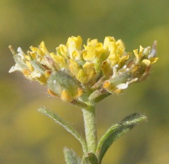 Alyssum umbellatum