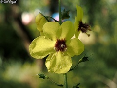 Verbascum berytheum