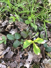 Waldsteinia